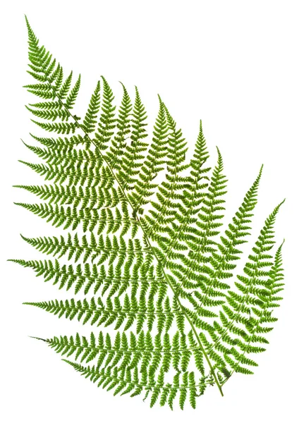 Green sprig of fern — Stock Photo, Image