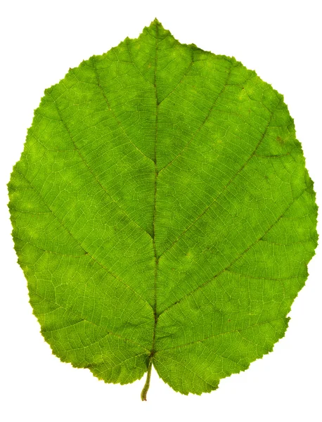 Zielony liść drzewa Leszczyna — Zdjęcie stockowe