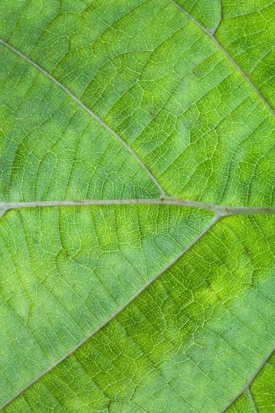 fındık ağacı yaprak yeşil