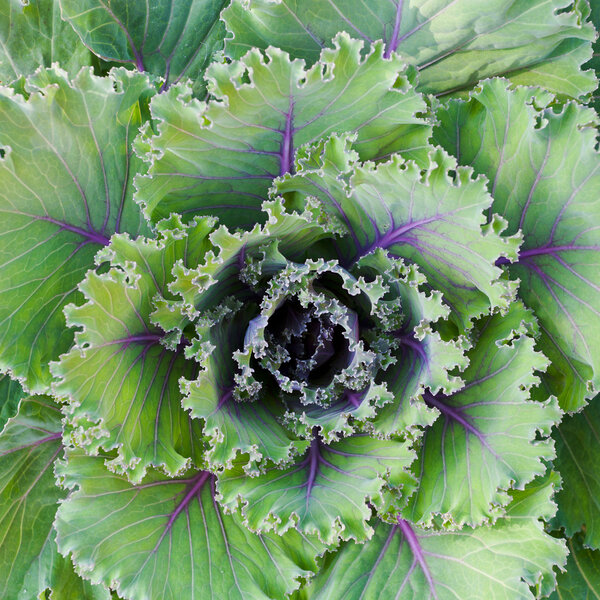 decorative cabbage