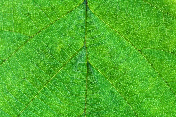 Green leaf of hazel tree — Stock Photo, Image