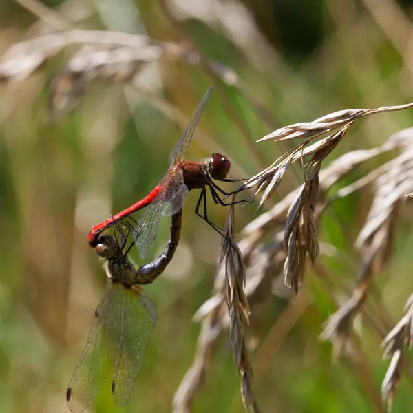Dvě červená vážka — Stock fotografie