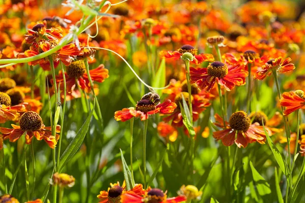 gaillardia çiçek ve bal arıları ile çayır