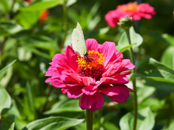 Fjäril på rosa blomma — Stockfoto