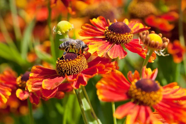 Miere de albine înghite nectar din floarea gaillardia — Fotografie, imagine de stoc