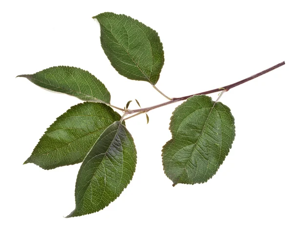 Apfelbaumzweig mit grünen Blättern — Stockfoto