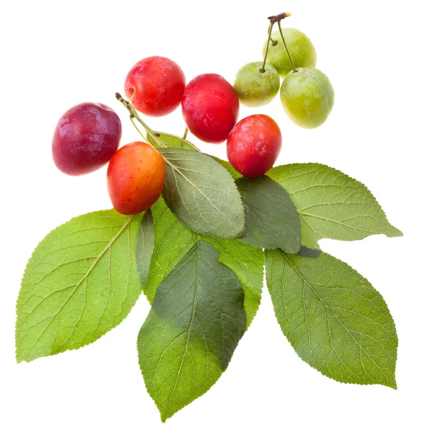 Green plum tree leaves and plums — Stock Photo, Image