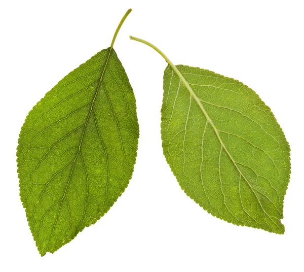 Gröna blad av plommonträd — Stockfoto