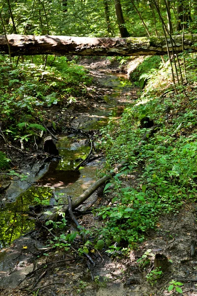 Bridge from birch trunk over brook — Stock Photo, Image