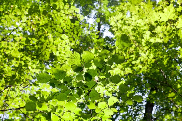緑の森の日光の下で葉します。 — ストック写真