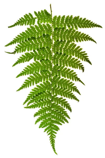 Green sprig of fern — Stock Photo, Image