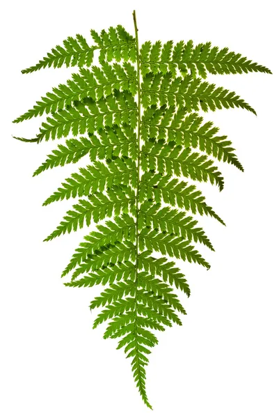 fern yeşil sapı