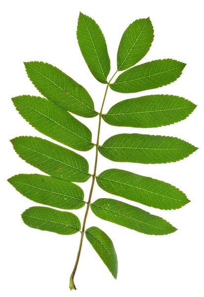 Green spig of rowan tree — Stock Photo, Image