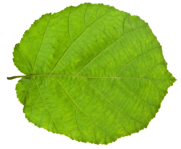 Grünes Blatt der Hasel — Stockfoto