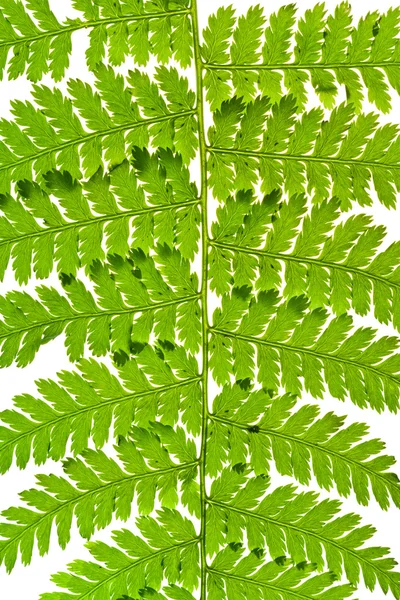 Fern yeşil sapı — Stok fotoğraf
