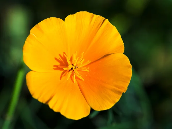 Eschscholzia flor de perto — Fotografia de Stock