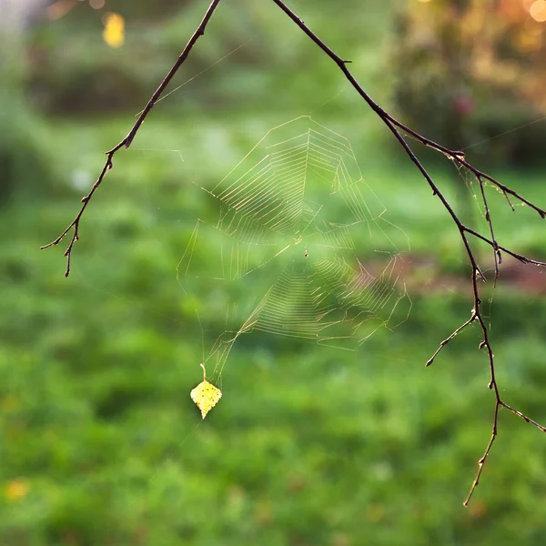 Jesienne słońce światła pająka — Zdjęcie stockowe