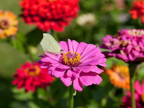 Farfalla su fiore rosa da vicino — Foto Stock
