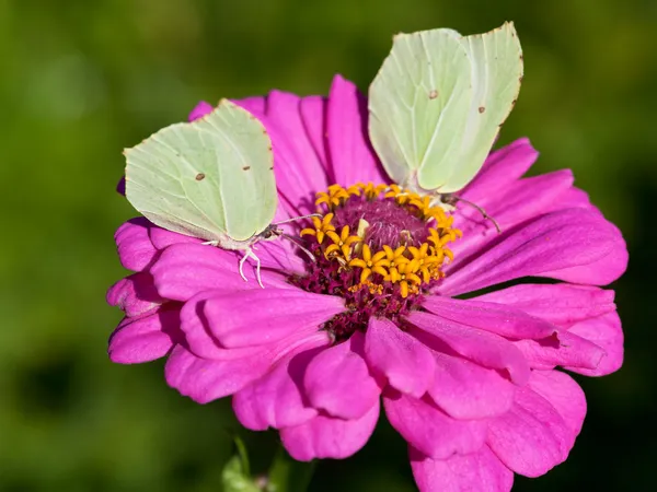 Butterflies on pink flower close up — Stock Photo, Image