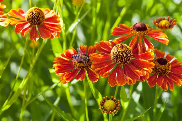 Bee sips nectar from red gaillardia flower — Stock Photo, Image