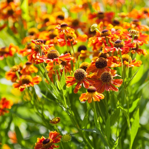 Blühende Gaillardia-Blume — Stockfoto