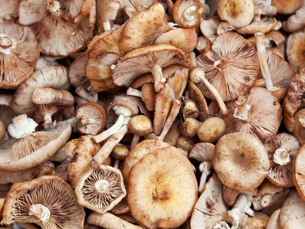 Много шотландских грибов на капоте — стоковое фото
