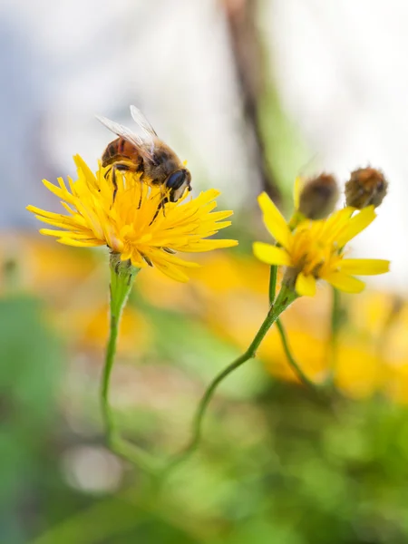 Mel abelha sip néctar de flor amarela — Fotografia de Stock