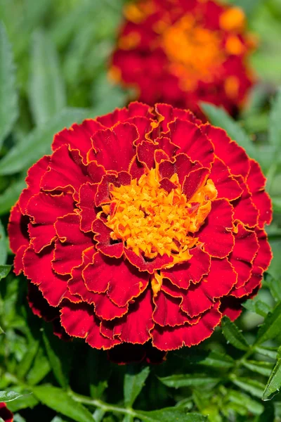 Fiore rosso Tagetes — Foto Stock