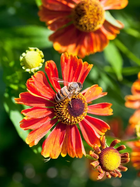 Miele d'api sorseggia nettare dal fiore di gaillardia — Foto Stock