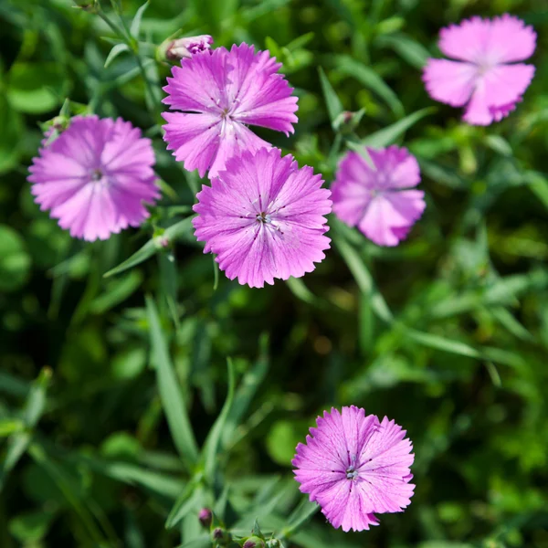 Dianthus campestris flower — Stock Photo, Image