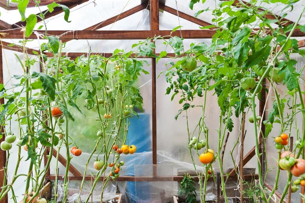 Greenhouse with tomatoes — Stock Photo, Image