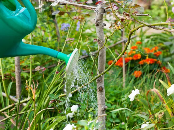 Garden watering from watering can — Stock Photo, Image