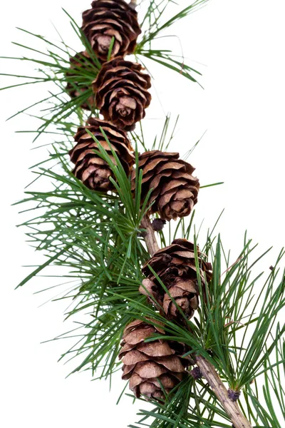 Cones de pinheiro em ramo de árvore de conífera — Fotografia de Stock
