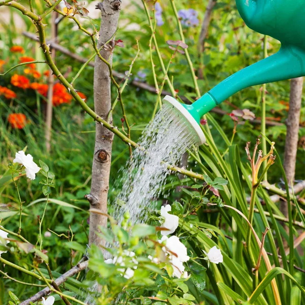 Flower bed watering from watering can — Stock Photo, Image