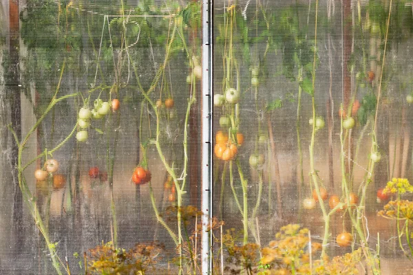 Greenhouse with tomatoes — Stock Photo, Image