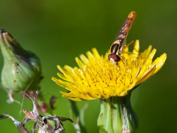Hoverfly sur fleur jaune gros plan Images De Stock Libres De Droits