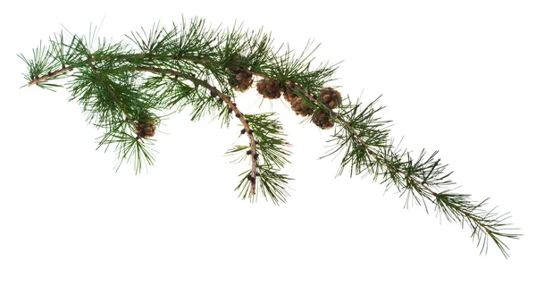 Pine cones on branch of conifer tree Stock Picture
