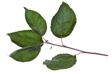 Yeşil yapraklı elma dalı