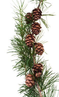 çam kozalakları kozalaklı ağaç dalı