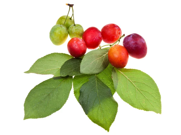 Green plum tree leaves and plums — Stock Photo, Image