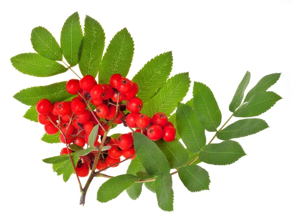 Rowan berries and green leaves — Stock Photo, Image