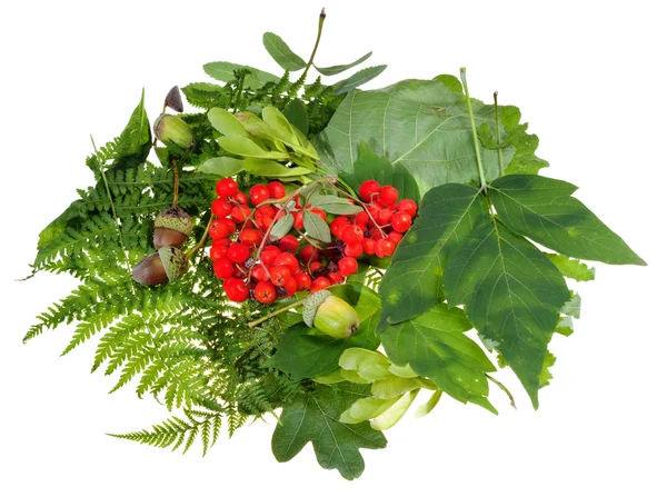 Yeşil yaprakları, kırmızı üvez meyveleri ve meşe palamutları — Stok fotoğraf