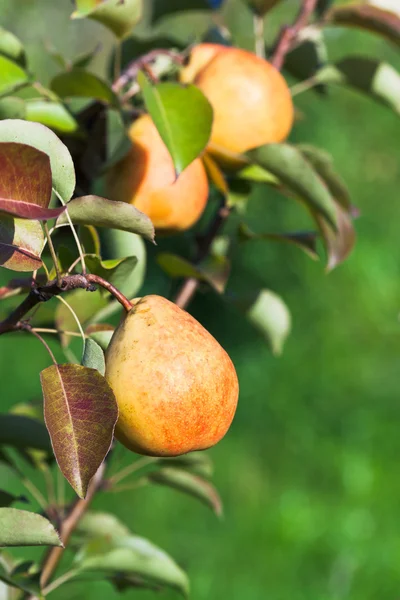 Ripe yellow and red pears on tree — Stock Photo, Image