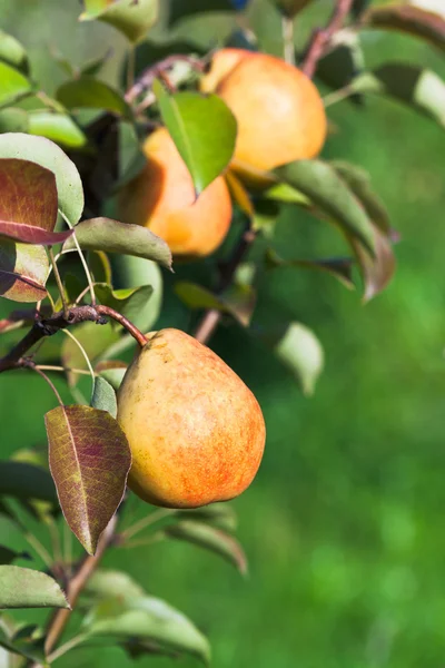 Rijpe gele en rode peren op boom — Stockfoto