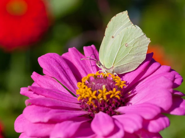 Butterfly on pink flower close up — Stock Photo, Image