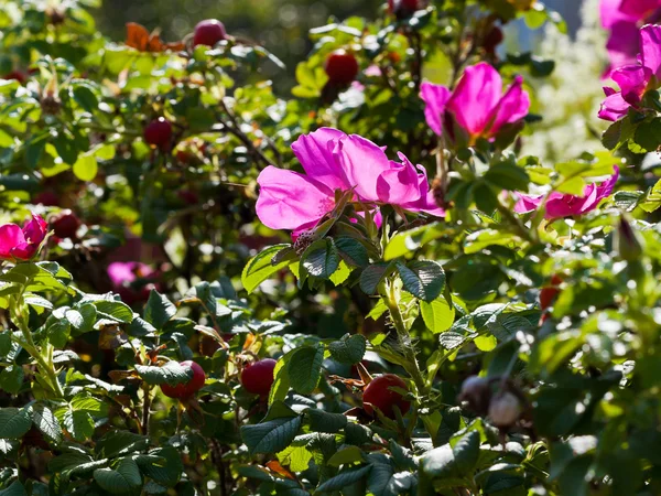 Thickets of wild rose with pink flower — Stock Photo, Image