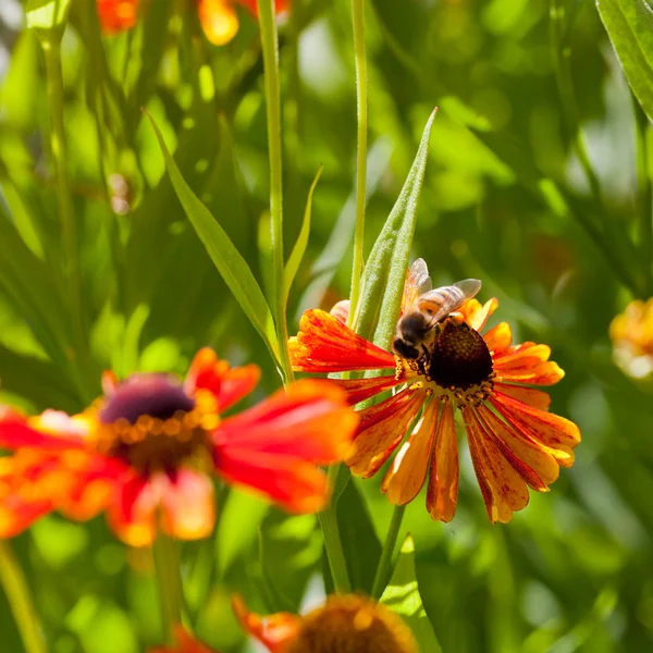 Ovansida av honungsbiet samla nektar — Stockfoto