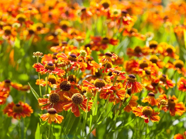 Gaillardia flowers — Stock Photo, Image