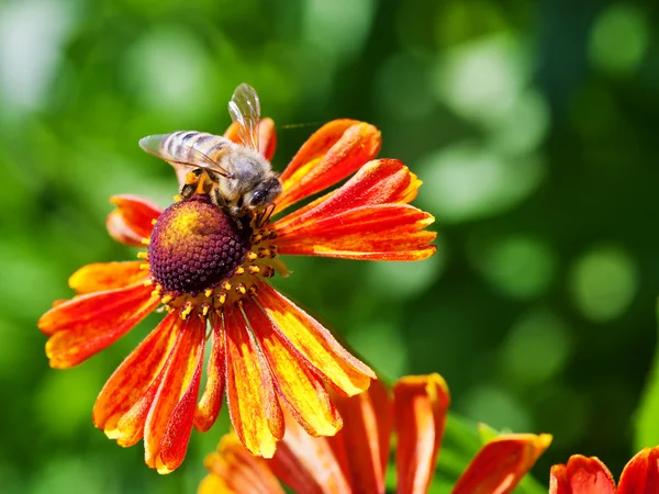 Mel abelha sips néctar de gaillardia flor — Fotografia de Stock