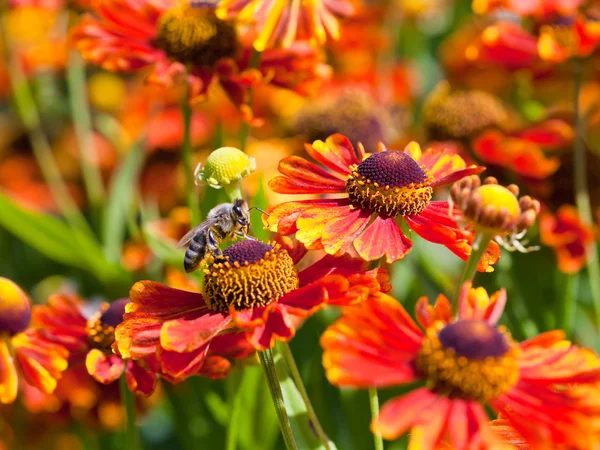 Honey bee sips nectar from gaillardia flower — Stock Photo, Image